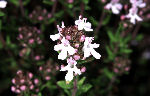 thymian